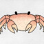 Crabbe