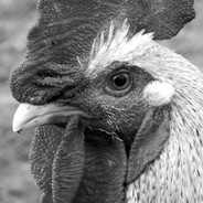 𝖻𝗎𝗋𝖻𝗈𝗇