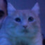 GONOR