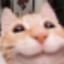 gamertrfox