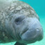 manatee