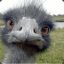 Curious EMU