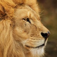 Lionriver - steam id 76561197964444568