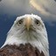 BiN the berd - get memetracked