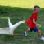 ViolenceofGeese