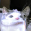 hasacat