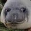 Crying Seal