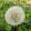 ♥Dandelions♥