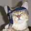 gang affiliated cat