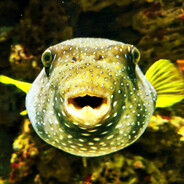 Комару Долбасенко