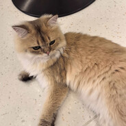 去林里捉只小猫