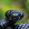 Black mamba
