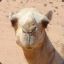lost mah camel