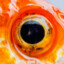 fishEYE