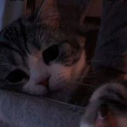 仙仙仙仙仙仙仙