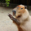 Clappybara