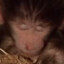 fatet_monkey