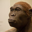 Homo habilis