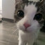 lil meow meow