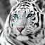 __king_tiger__