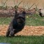 sideways schnoodle