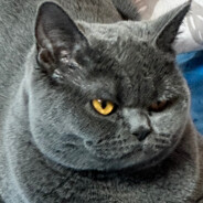 howard - steam id 76561198158169785