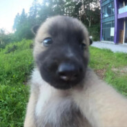 小狗爱吃大香蕉