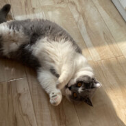 一口吃二十块曲奇饼干