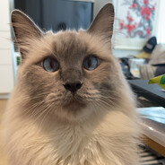 Someone is impersonating my ID