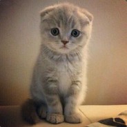 大能猫和小白免