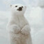 AnPolarBear