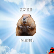 Kurwa Bobr