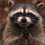 The Evil Racoon