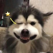 巴德姆幼儿园战狼