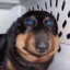 FAT DOG