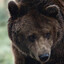 Grizz