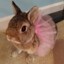 BUNY
