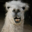 Alpaca ClGAR