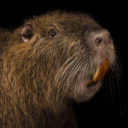 обореген с копьем