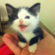 crazy kitty!!!