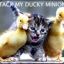 kittytheducklord