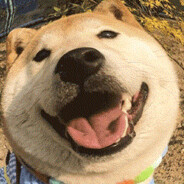 光在那一刻闪瞎了我的24K纯金狗眼