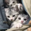 A Sack Of Kittens