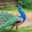 Peacocky peacock