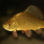 picun f6 [.nz]