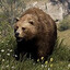 Brown Bear