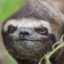 Is_Sloth