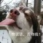 憋嗦话、认真点