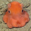 Jonoctopie