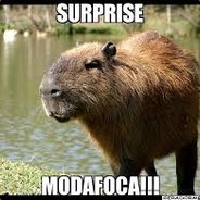 Modafoca